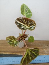 Begonia chingipengii plant for sale  Lexington