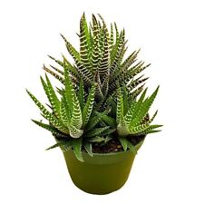 Zebra haworthia haworthiopsis for sale  Apopka