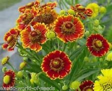 Helenium autumnale seeds for sale  OLDHAM