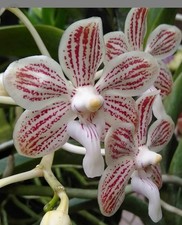 New hybrid vanda for sale  Bonita Springs