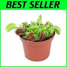 Live inch venus for sale  Willingboro