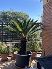 Pianta cycas revoluta usato  Roma