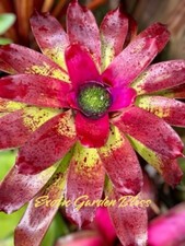 Neoregelia candy apple for sale  USA