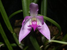 Leptotes pohlitinocoi tolle gebraucht kaufen  Ludwigshafen am Rhein