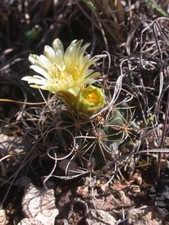Sclerocactus brevihamatus semi usato  Spedire a Italy