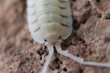 Porcellio bolivari x10 for sale  LISKEARD