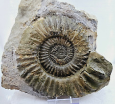 Arietites bucklandi lias gebraucht kaufen  Gomaringen