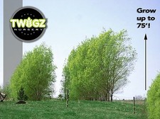 Austree hybrid willow for sale  Lehi