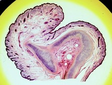 watson microscope for sale watson microscope for sale  GREAT YARMOUTH