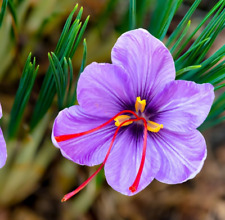 Crocus giant spring for sale  NORTHWICH