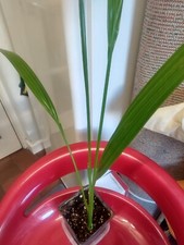 Date palm baby for sale  PORTLAND