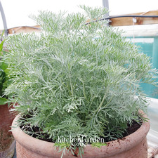 Artemisia absinthium wormwood for sale  KEIGHLEY
