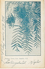 Pepper trees los for sale  Port Townsend