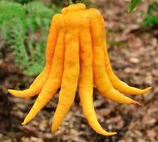 Citrus medica var. sarcodactylus (Citron da Mão de Buda) - LIMÃO DA MÃO DE BUDDHA comprar usado  Enviando para Brazil