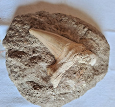 Fossile dente squalo usato Fossile dente squalo usato  Torino