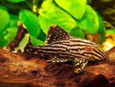 Royal pleco l191 for sale  Haslet