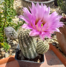 E45 einzelstück echinocereus gebraucht kaufen  Mönchengladbach