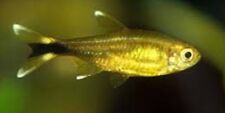 Silver tip tetra for sale  UK