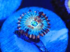 White zombie zoa for sale  Placentia