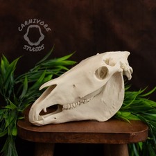 Printed horse skull for sale  BLACKPOOL