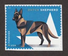 Dutch shepherd military for sale  Springfield