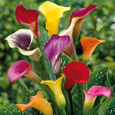 Mixed calla lily for sale  Rock Island