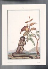 IMPRESSÃO, AMÉRICA DO SUL, HISTÓRIA NATURAL, FAUNA, MACACO-DA-NOITE, usado comprar usado  Enviando para Brazil