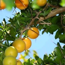 Dovyalis caffra pomme d'occasion  Pouzauges