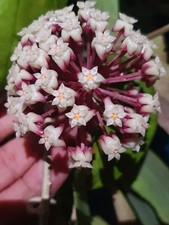 Hoya cv. jennifer for sale  USA
