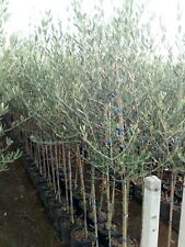 Pianta ulivo dolce usato  Altamura