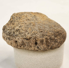 Hadrosaur toe bone for sale  Rockledge