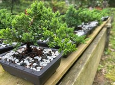 Juniper bonsai tree for sale  Orange