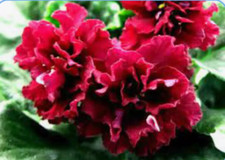 African violet plant for sale  Marriottsville