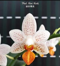 Phalaenopsis mini mark for sale  SHREWSBURY