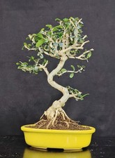 Bonsai olivastro oleastro usato  Cison di Valmarino