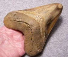 Megalodon shark tooth for sale  Hinesville