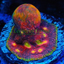 Cornbred octopussy chalice for sale  Fort Lauderdale
