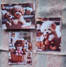 Maltipoo bolonka zwetna usato  Spedire a Italy