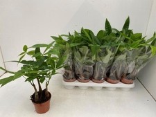 Pianta pachira aquatica usato  Terlizzi