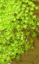 Aquarium pond starwort for sale  NOTTINGHAM
