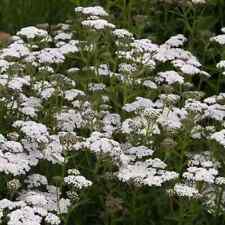Snowy white achillea for sale  WELSHPOOL