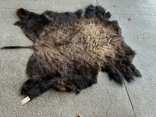 Huge tanned buffalo for sale  Ridley Park
