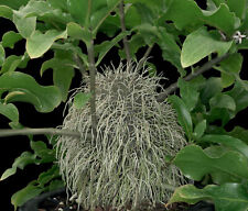 Squamellaria major plants for sale  Redwood City