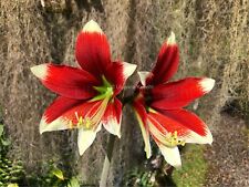 Hippeastrum bukasovii bulb d'occasion  Expédié en Belgium