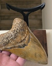 Huge 5.42 rare for sale  Marydel