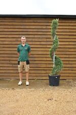Spiral olive tree for sale  PETERBOROUGH