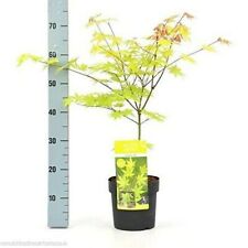 Acero giapponese acer usato  Valmacca