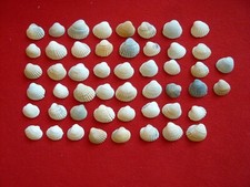 Herzmuscheln muscheln stsee gebraucht kaufen  Torgau