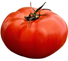 200 tomato american for sale  Greenville