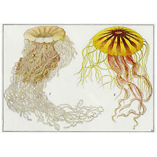 original jellyfish artwork for sale original jellyfish artwork for sale Great Barrington